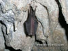 Murciélago (Ratapinyada) en la Cova de l'Agustí - La Garrotxa - Girona