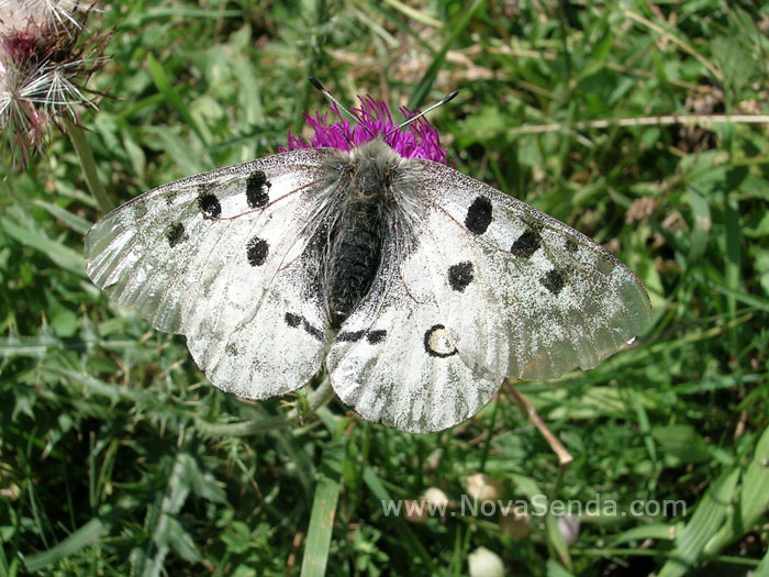 Parnassius mnemosyne en Estany Llong - Aig&uuml;estortes - Lleida